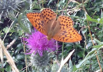 Silver washed fritillary butterfly on the Railway Path (© Peter David)